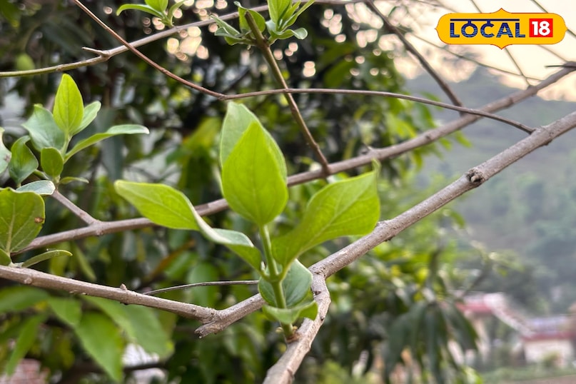 This is how Parijat leaf tea is prepared This is how Parijat leaf tea is prepared