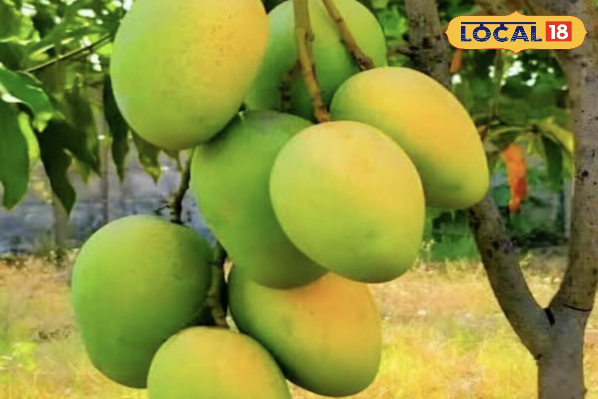 पश्चिम बंगाल के जिले के नाम पर पड़ा इस आम का नाम, स्वाद और सुगंध से मिली अंतर्राष्ट्रीय पहचान, 400 ग्राम तक होता है एक फल, जाने