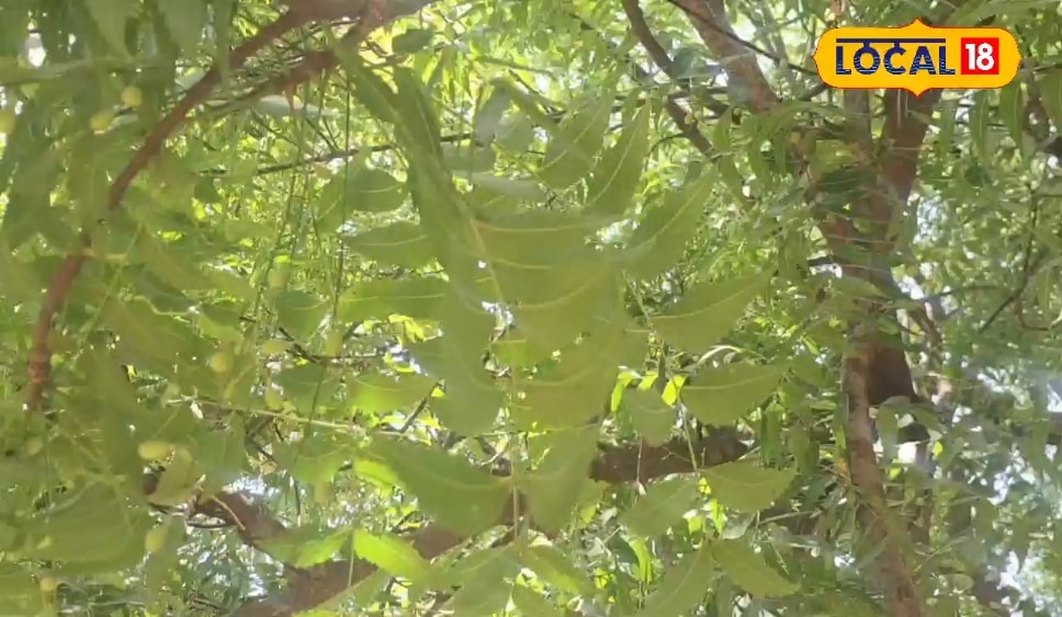 गर्मी में दाद, खाज, खुजली व पेट की बीमारी से हैं परेशान, अपनाएं ये देसी नुस्खा, मिलेगा छुटकारा