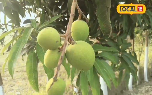 कार्बाइड वाले आम भूल जाएंगे! पेड़ पर पका ये आम स्वाद और सेहत के लिए बेस्ट