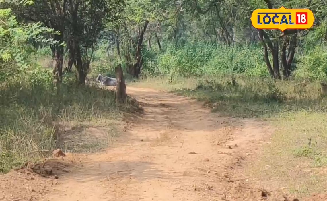 46 डिग्री तापमान, चित्रकूट के रानीपुर टाइगर रिजर्व में जानवरों के लिए स्थायी वॉटर होल के साथ अस्थायी चेकडैम का इंतजाम
