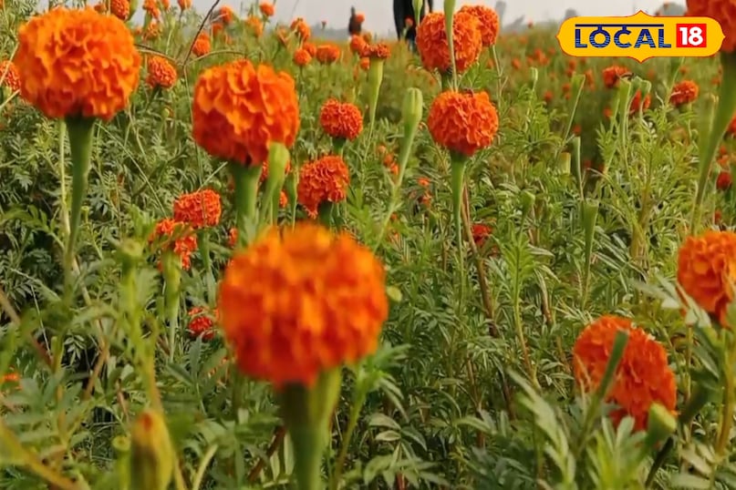 कान और दांत दर्द कान और दांत दर्द