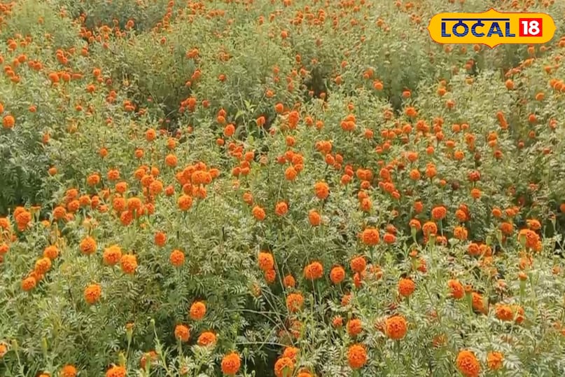 मच्छरों का काल मच्छरों का काल