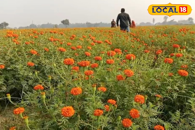 घर का फूल, सेहत का खजाना घर का फूल, सेहत का खजाना