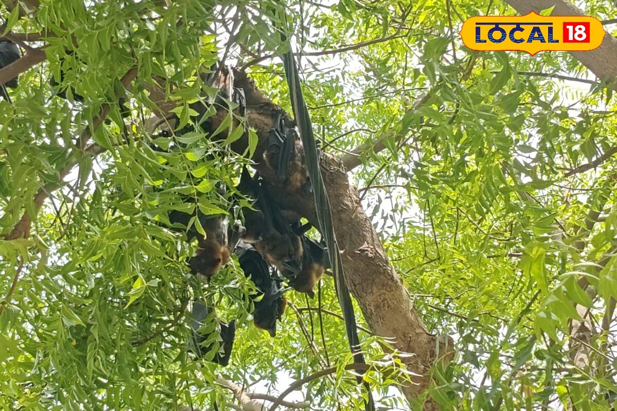 भीषण गर्मी का कहर! प्यास से दम तोड़ रहे चमगादड़, बालाघाट में बढ़ा पर्यावरण संकट