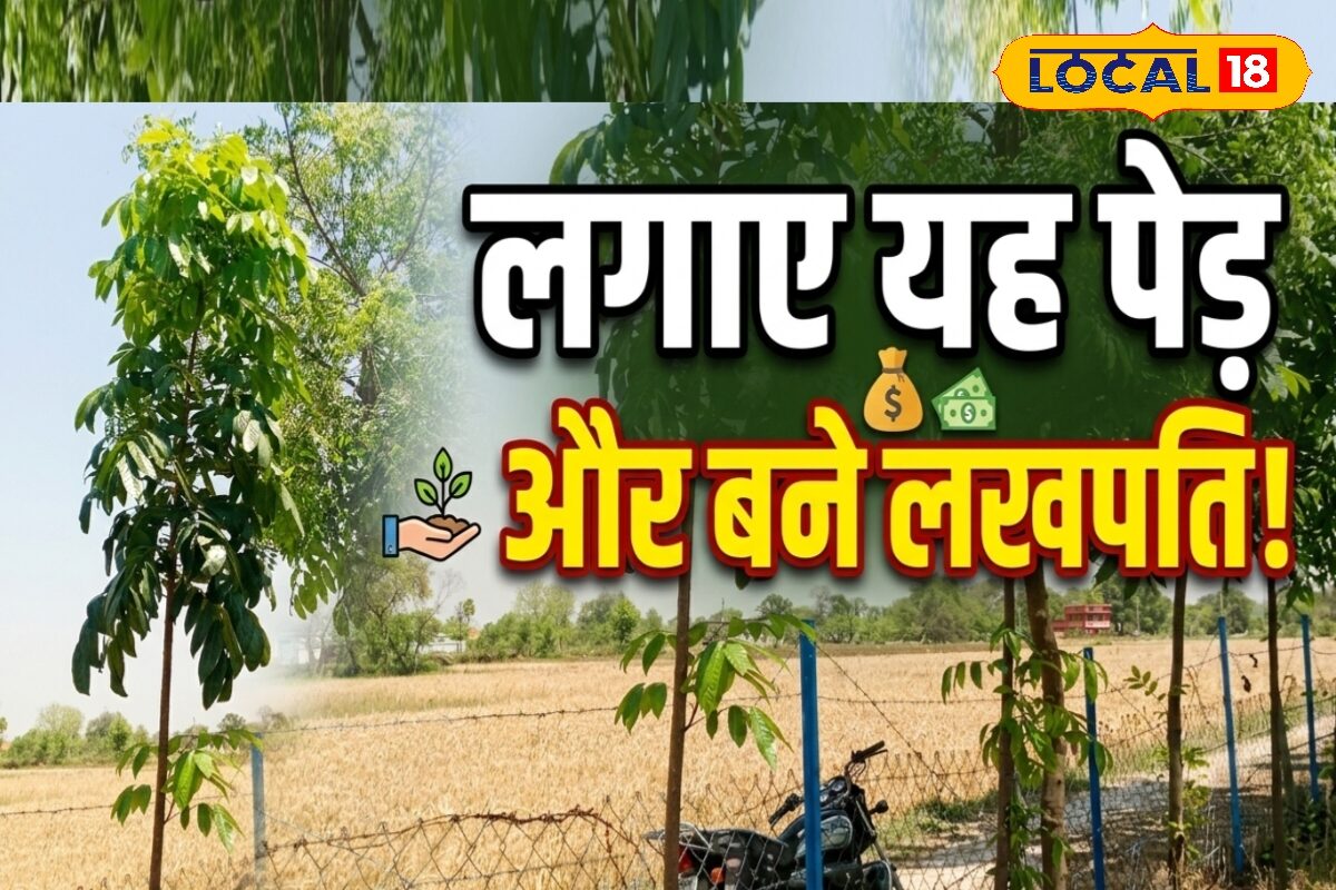 यूं ही नहीं कहते इस पेड़ को हरा सोना, एक बार खेतों में लगा लिया तो कुछ ही सालों में बन जाएंगे लखपति
