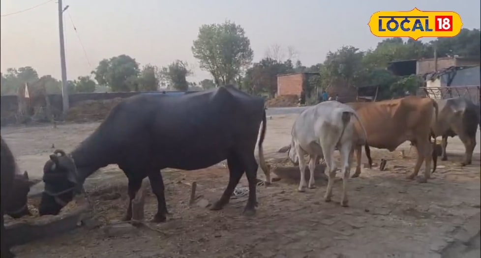 भीषण गर्मी में गाय-भैंस को दिन में 6 बार नहलाएं, संतुलित और हल्का आहार दें, नहीं पड़ेंगे बीमार, एक्सपर्ट ने दिया सुझाव