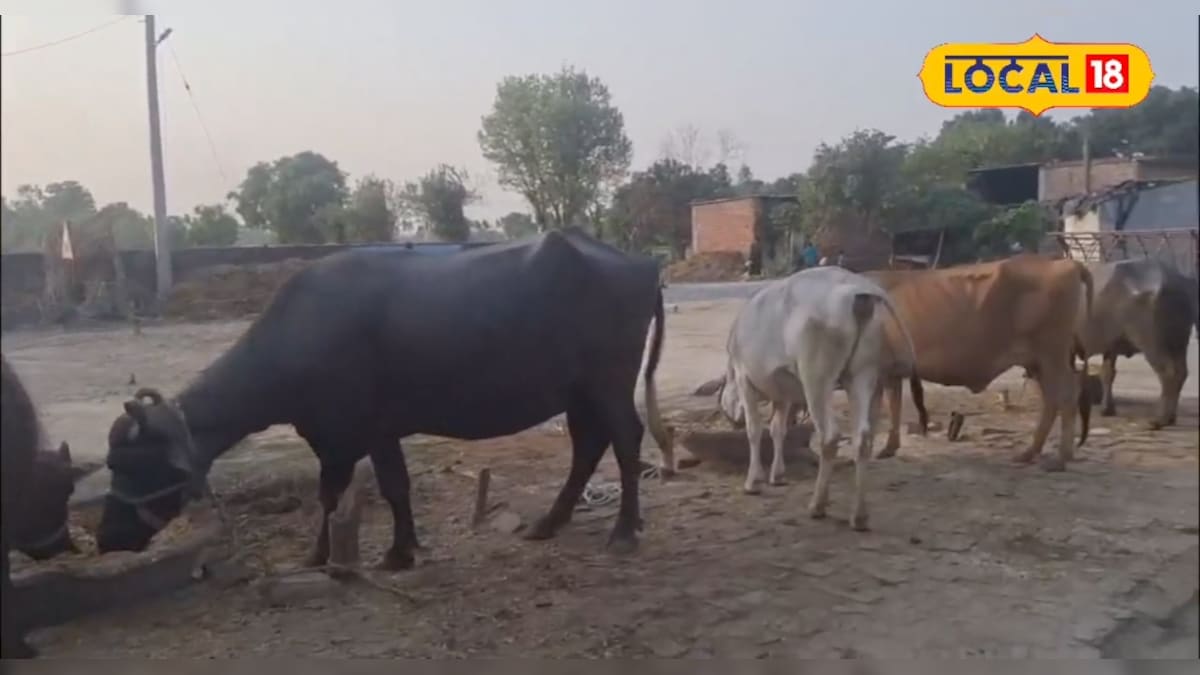 भीषण गर्मी में गाय-भैंस को दिन में 6 बार नहलाएं, संतुलित और हल्का आहार दें, नहीं पड़ेंगे बीमार, एक्सपर्ट ने दिया सुझाव भीषण गर्मी में गाय-भैंस को दिन में 6 बार नहलाएं, संतुलित और हल्का आहार दें, नहीं पड़ेंगे बीमार, एक्सपर्ट ने दिया सुझाव