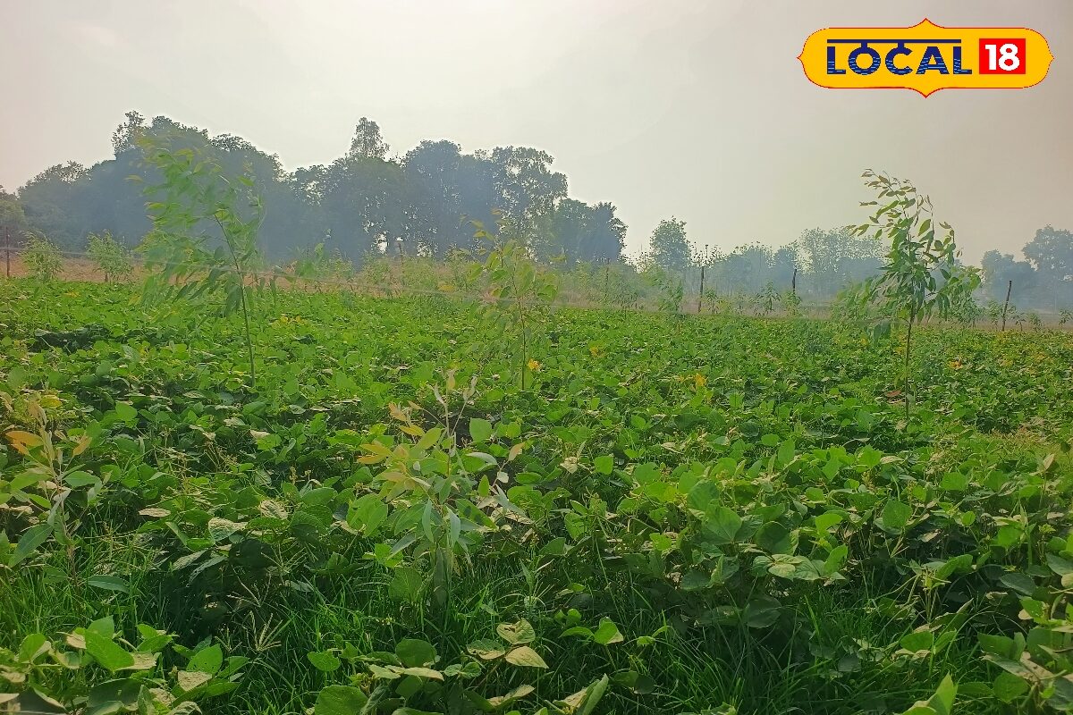 Ashwagandha Benefits: खजाने से कम नहीं है ये, गजब की है ये जड़ी-बूटी, स्ट्रोक के लिए है शक्तिमान