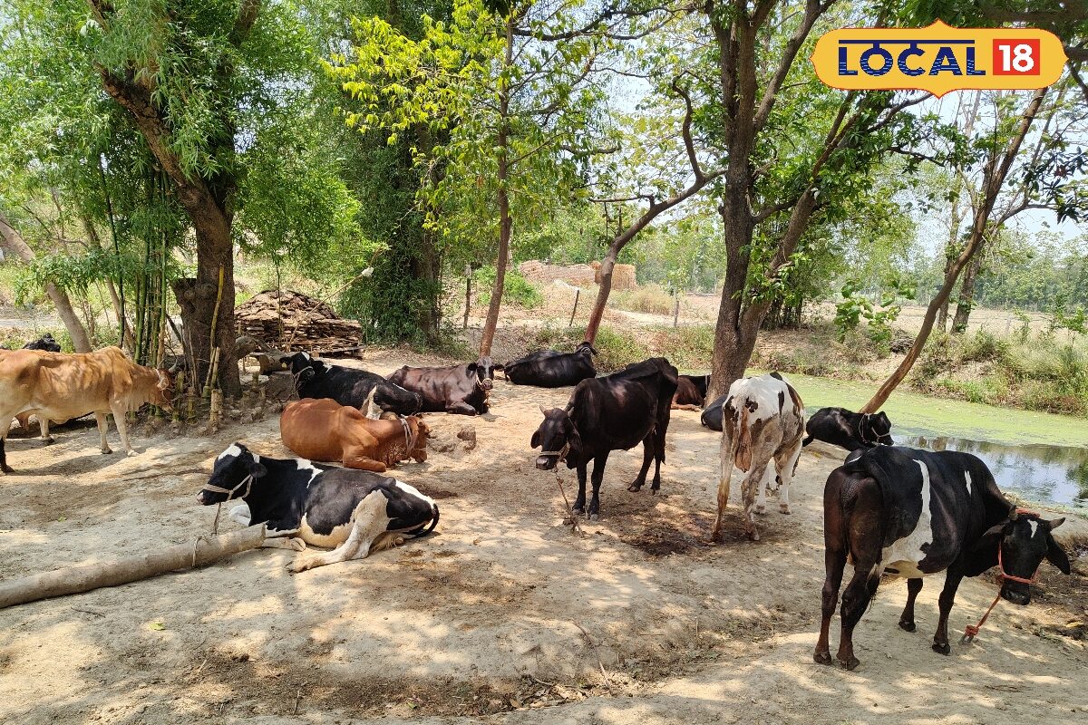 गोंडा के शिक्षक ने पढ़ाने के साथ शुरू किया गाय-भैंस का पालन, लगाया ऐसा दिमाग की रोज हो रही 2000 की एक्सट्रा कमाई