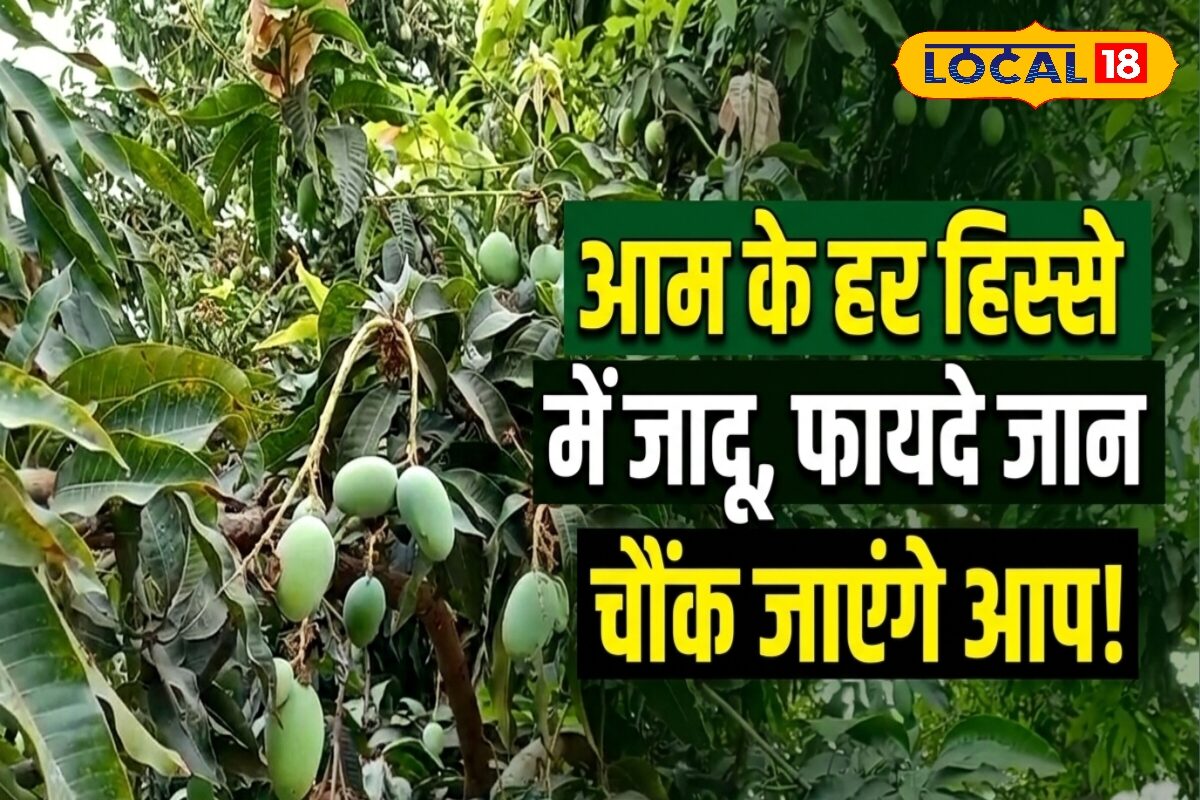 फल ही नहीं, आम का पेड़ भी है औषधीय गुणों का खजाना, डॉक्टर ने बताए फायदे