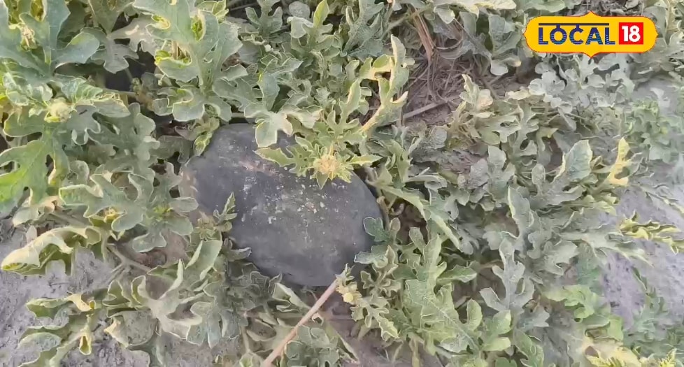 लखीमपुर की तराई में ठेके पर जमीन लेकर किसान कर रहे खरबूज की खेती, 1 एकड़ में हो रही 7 लाख तक की कमाई