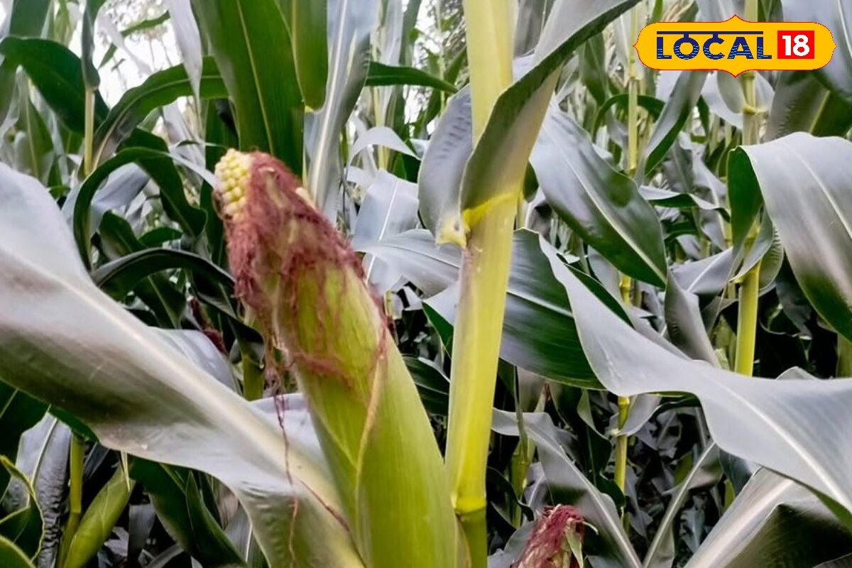 Agriculture Tips : मानसून से पहले मक्के की कर रहे बुवाई? इन टिप्स को करें फॉलो, होगी बंपर पैदावार