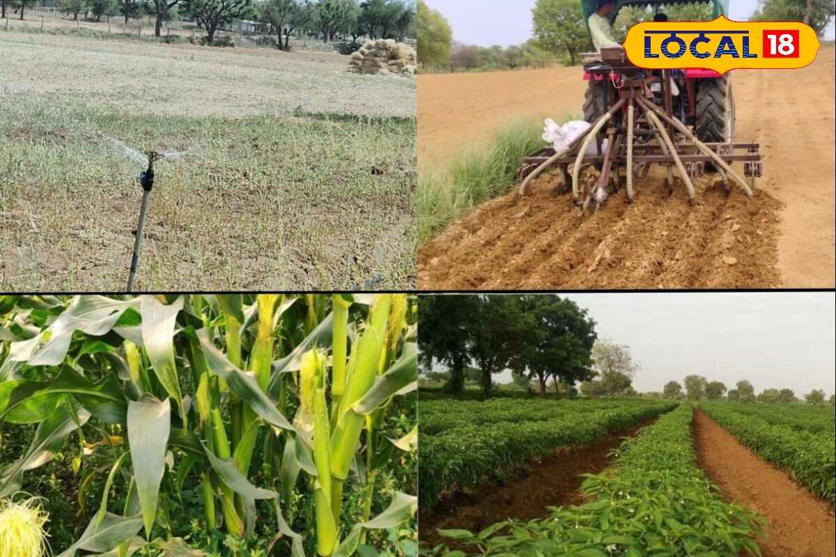 Agriculture Tips: भीषण गर्मी में किसान भूलकर भी न करें ये गलती, वरना सूख सकती है पूरी फसल