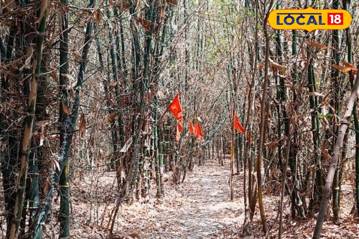 महाकाल की नगरी में तैयार हो रहे 50 हजार बांस, सिंहस्थ 2028 में लहराएंगी धर्मध्वजाएं