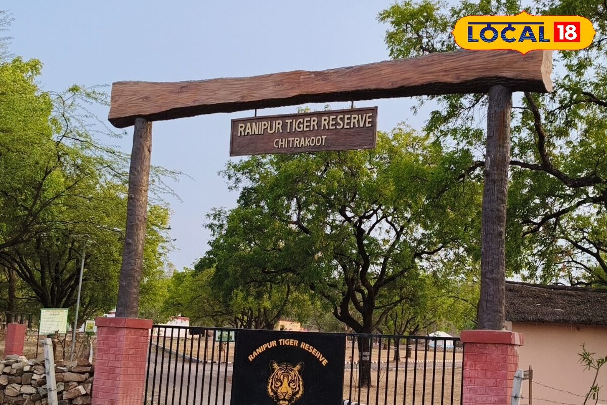 Ground report: 45 डिग्री सेल्सियस तापमान का रानीपुर टाइगर रिजर्व पर दिखा असर, पर्यटकों का आना बंद, सूनी पड़ी दुकाने