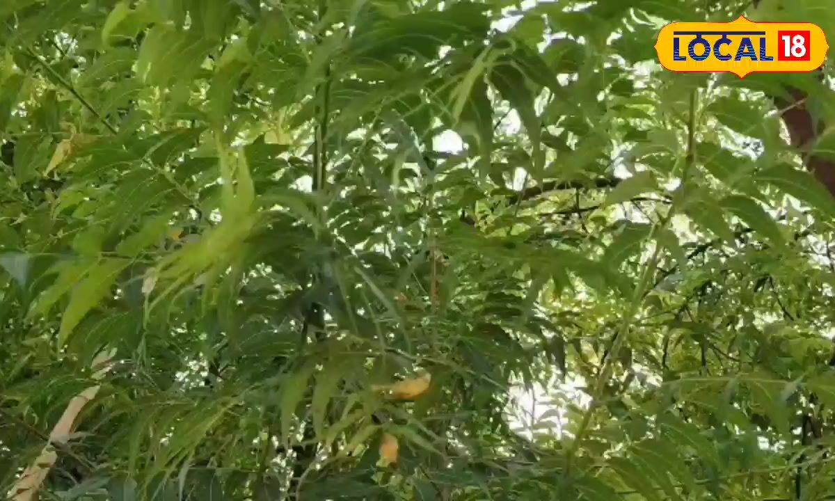 Neem Seeds: कूड़ा नहीं कमाई का जरिया है नीम का बीज, एक नहीं अनेकों प्रोडक्ट होगा तैयार, लाखों में होगी कमाई
