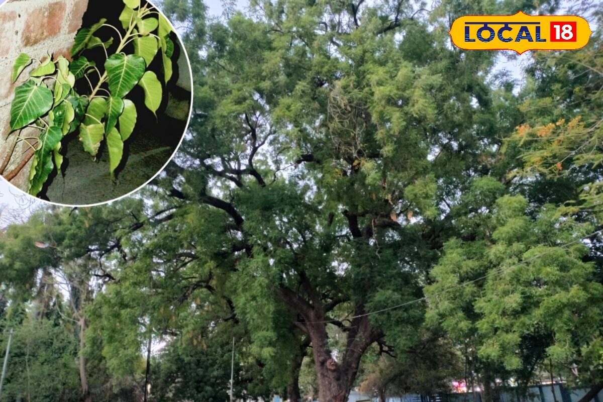 सावधान! घर के आसपास लगाए ये पेड़ तो कमजोर पड़ सकती है मकान की नींव, जानें नाम और वजह