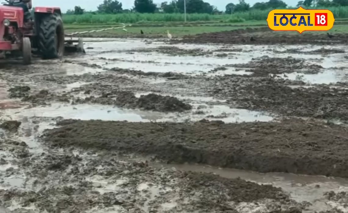 पाठा के किसान धान की नर्सरी तैयार करते समय रखे इन बातों का ध्यान, बंपर होगी पैदावार