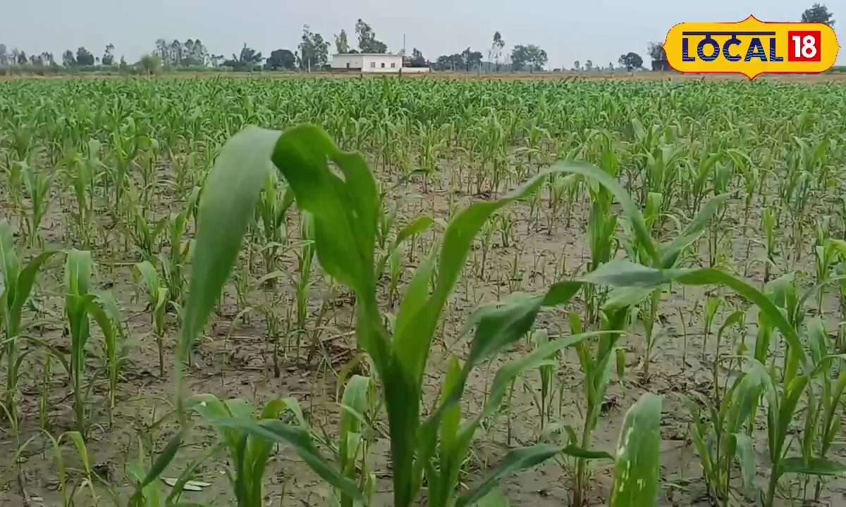 Krishi Tips:  ज्वार, बाजरा और मक्का की चाहिए बंपर पैदावार, बुआई से पहले जरूर करें भूमि शोधन, जानें एक्सपर्ट की राय