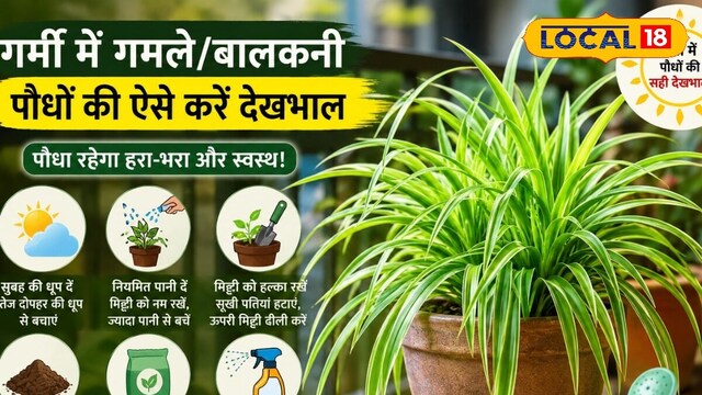summer gardening tips how to keep plants green and healthy in hot ...