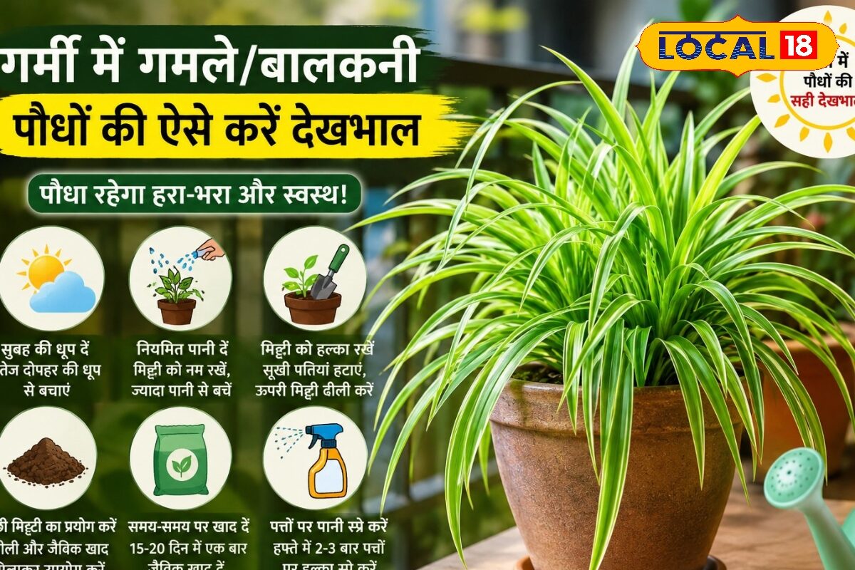 Summer Gardening Tips: भीषण गर्मी में भी हरा-भरा रहेगा होम गार्डन, बस नोट करें एक्सपर्ट के ये 6 जादुई ट्रिक्स