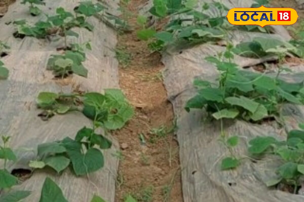 Agri Tips: बरसात में नहीं गलेगी एक भी सब्जी, बस अपनाएं ये जादुई टिप्स! खाली खेत भी कराएगा लाखों का मुनाफा