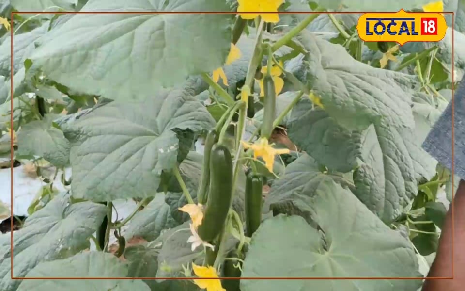 Farming Tips: खीरा कड़वा क्यों हो जाता है? एक्सपर्ट ने बताया इसके पीछे का वैज्ञानिक कारण