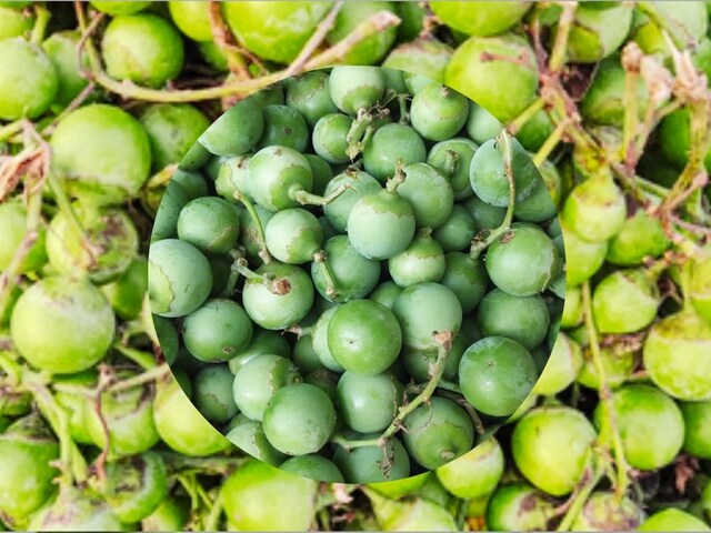 सेहत का खजाना ये जंगली फल, पेट से लेकर हड्डियों तक के लिए फायदेमंद