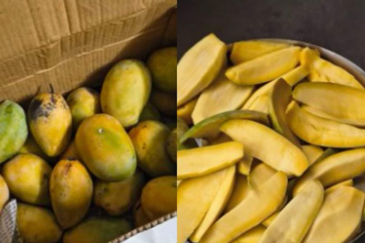 केमिकल-फ्री बताकर बेच दिए 1800 रुपये के आम, घर जाकर काटा तो महिला के उड़ गए होश, बोली- 'ये तो खुली ठगी है'