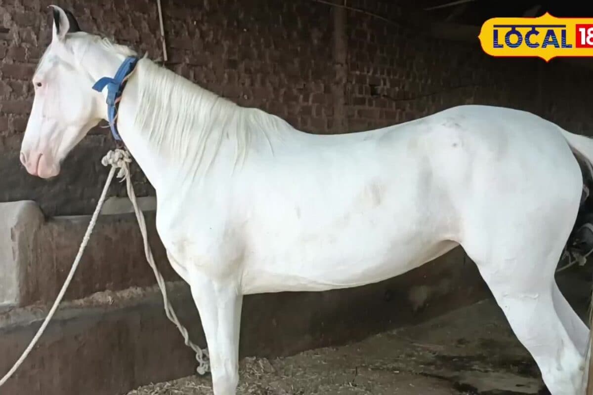 शौक में लाए घोड़ी, बनी दनादन कमाई का जरिया; 10वीं पास युवक ने खड़ा किया लाखों का कारोबार