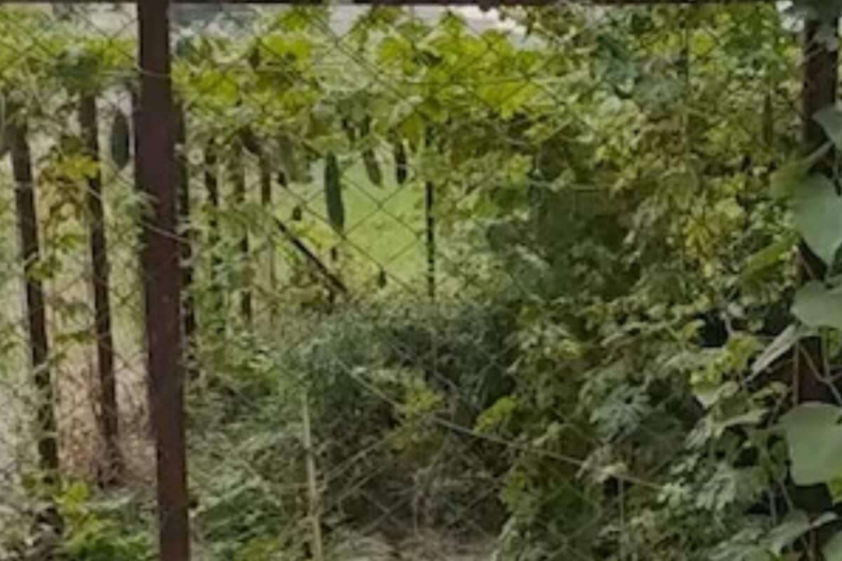 Video: बिना खेत भी होगी बंपर कमाई! बिहार के वैज्ञानिक ने खोजा मल्टीलेयर फॉर्मूला, 4 गुना बढ़ेगा मुनाफा