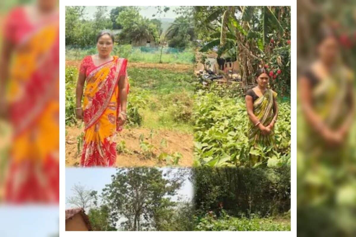 Video: हर घर बना ग्रीन स्टोर! महिलाओं ने खाली जमीन से बदली गांव की तस्वीर, बैकयार्ड किचन न्यूट्रिशन गार्डन हिट