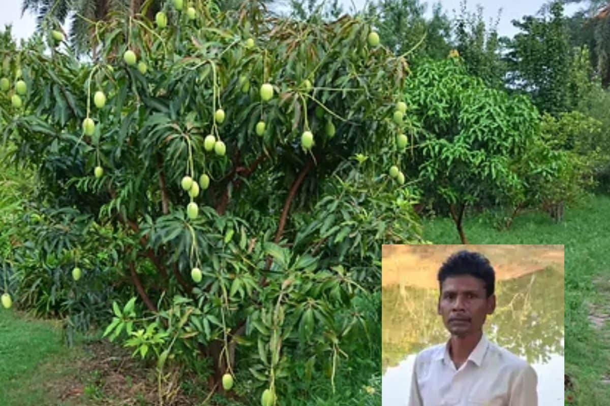 बंजर जमीन बनी सोना, किसान ने आम और काजू के बीच धान उगाकर कमाया 10 गुना मुनाफा, हर कोई रह गया दंग!