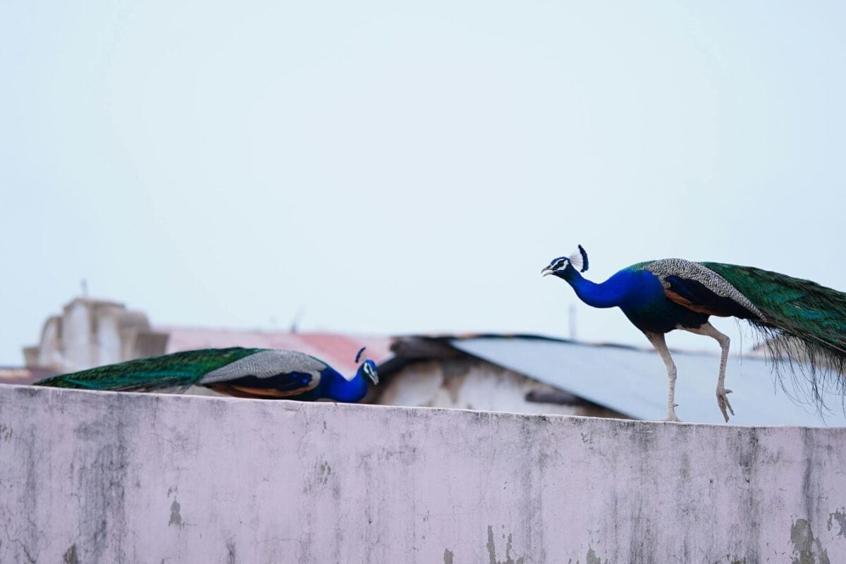 इटली के इस खूबसूरत शहर में मोरों ने मचा दिया बवाल, सड़कों पर किया कब्जा, कारों के शीशे तोड़ रहे