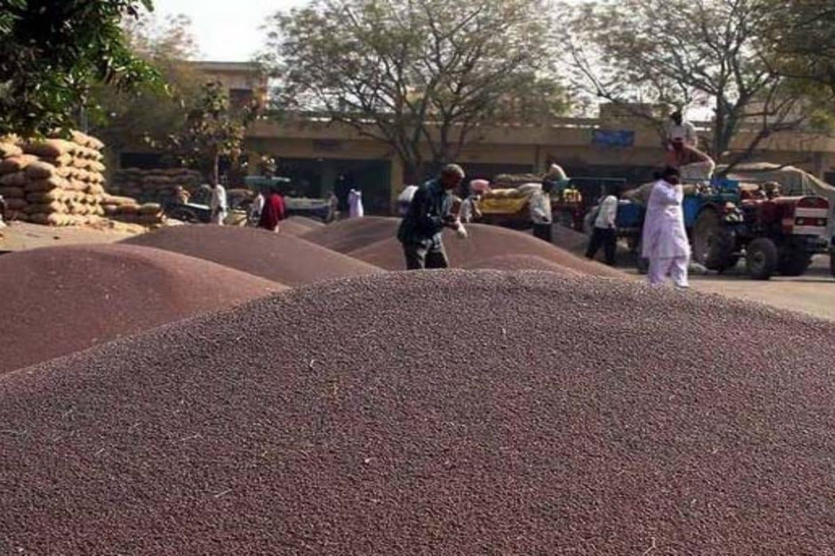 Agriculture News: MSP छोड़ बाजार की ओर भाग रहे किसान, सरसों के बढ़े दाम ने बदल दी पूरी तस्वीर