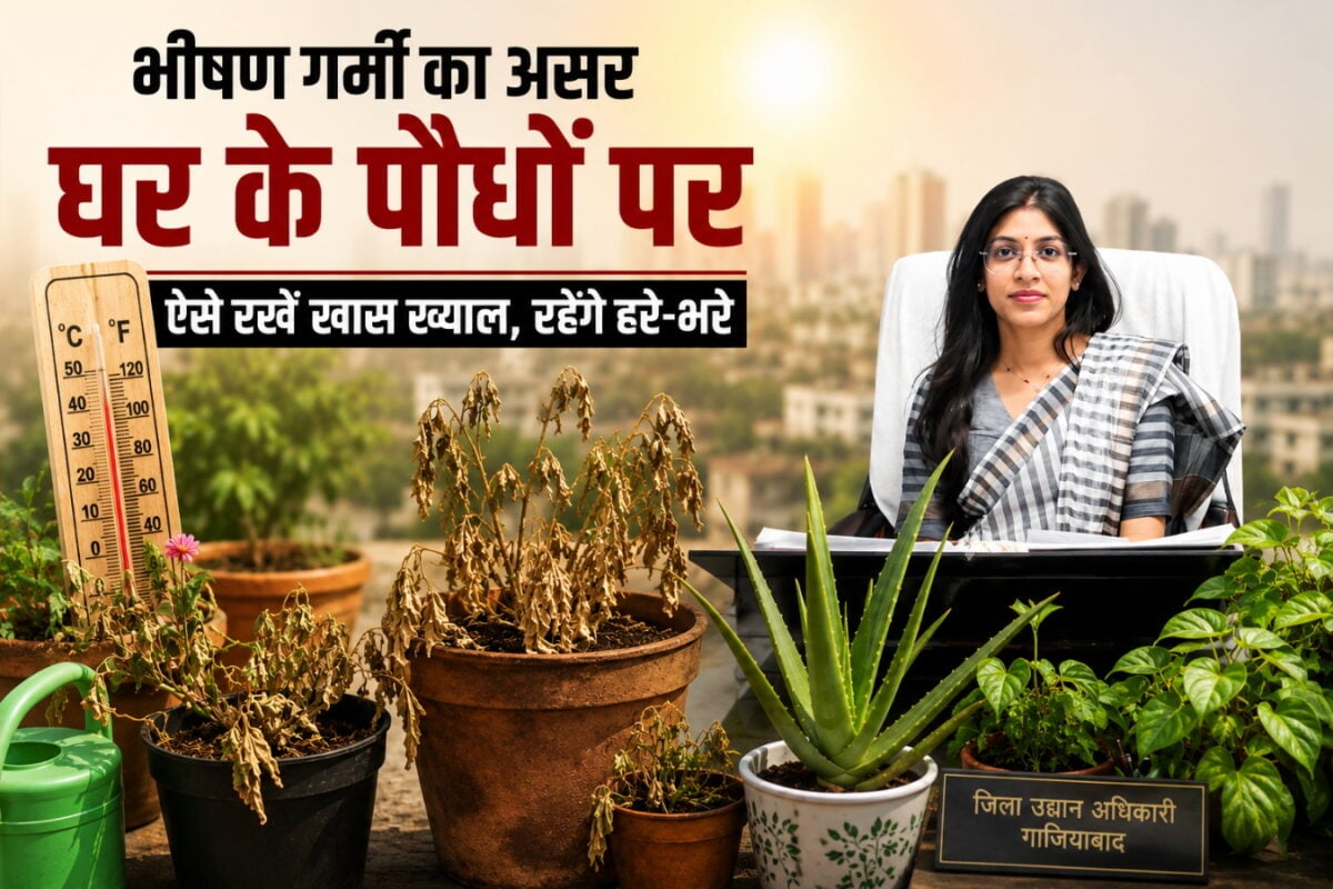 Plant Care Tips: भीषण गर्मी में भी हरे-भरे रहेंगे आपके पौधे! बस अपनाएं ये डबल पॉट फॉर्मूला, खिलखिलाता रहेगा गार्डन