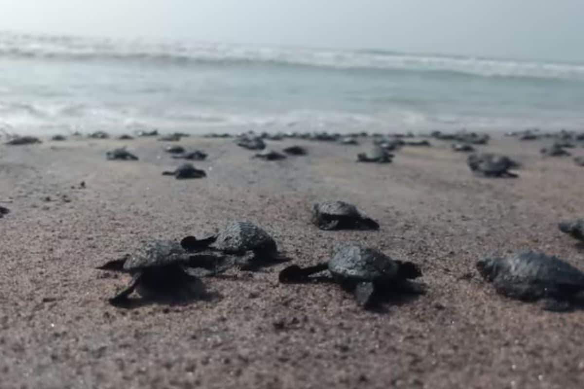 अंडे से निकले नहीं कि लगा दी समंदर में छलांग; बीच पर दिखा शानदार नजारा, वीडियो में देखें महा-मार्च