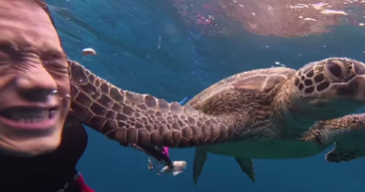 Turtle Slapper समंदर में डाइवर को पास देख कछुए का बदला अंदाज, बिना कुछ सोचे जड़ दिया ...