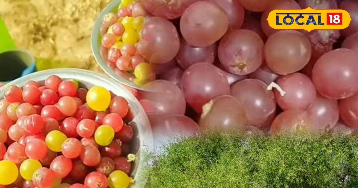 Desert Fruit Pilu: 50 डिग्री की गर्मी में ‘प्राकृतिक AC’ है यह फल
