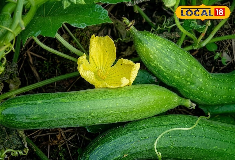 तोरई में लगभग 90 प्रतिशत से अधिक पानी होता है, जो गर्मी में तेजी से उड़ता है. इसे रोकने के लिए पारंपरिक और सबसे प्रभावी तरीका है जूट की बोरियों का उपयोग करना चाहिए. किसान जूट की बोरियों को साफ पानी में भिगोकर तोरई के ढेरों को अच्छी तरह ढक दें. यह बोरियां एक प्राकृतिक कूलर की तरह काम करती हैं और आसपास के वातावरण में नमी बनाए रखती हैं.