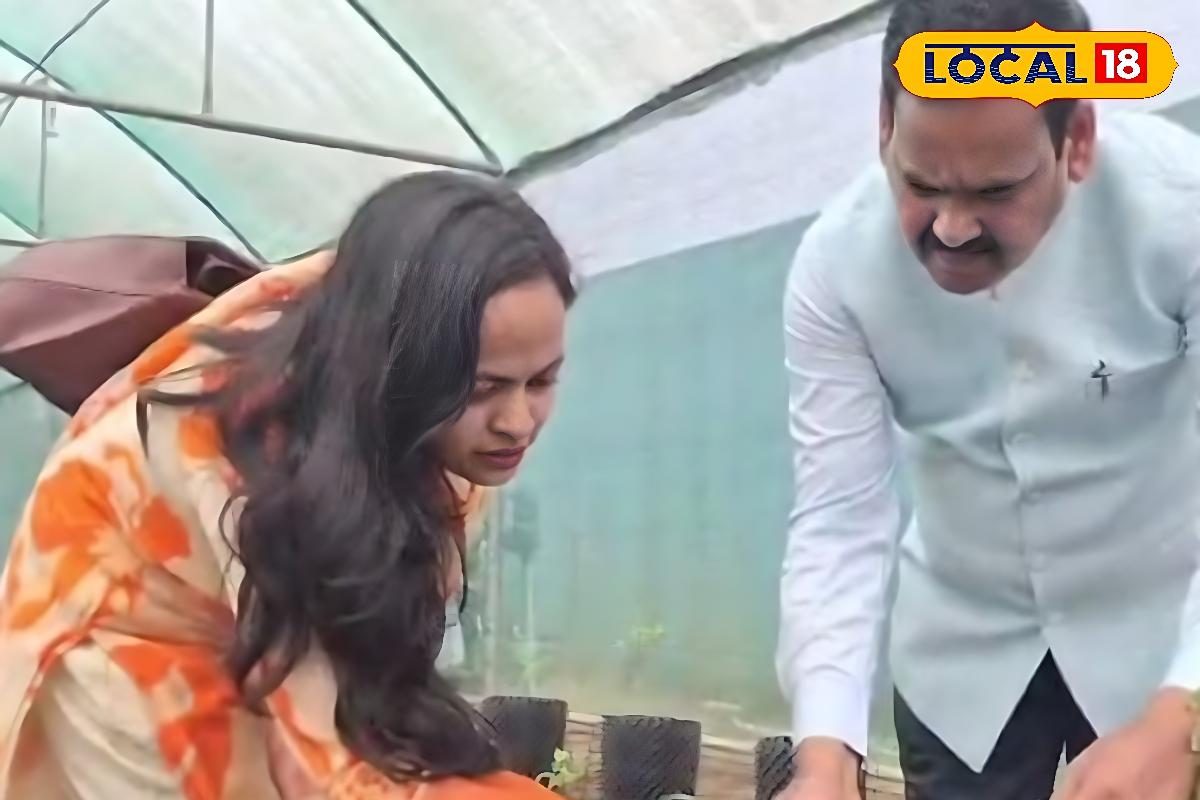 बिहार में उगेगा अमेरिकी 'सुपर फूड'! BAU को ब्लूबेरी की खेती में मिली सफलता, कम जमीन में होगा बंपर मुनाफा