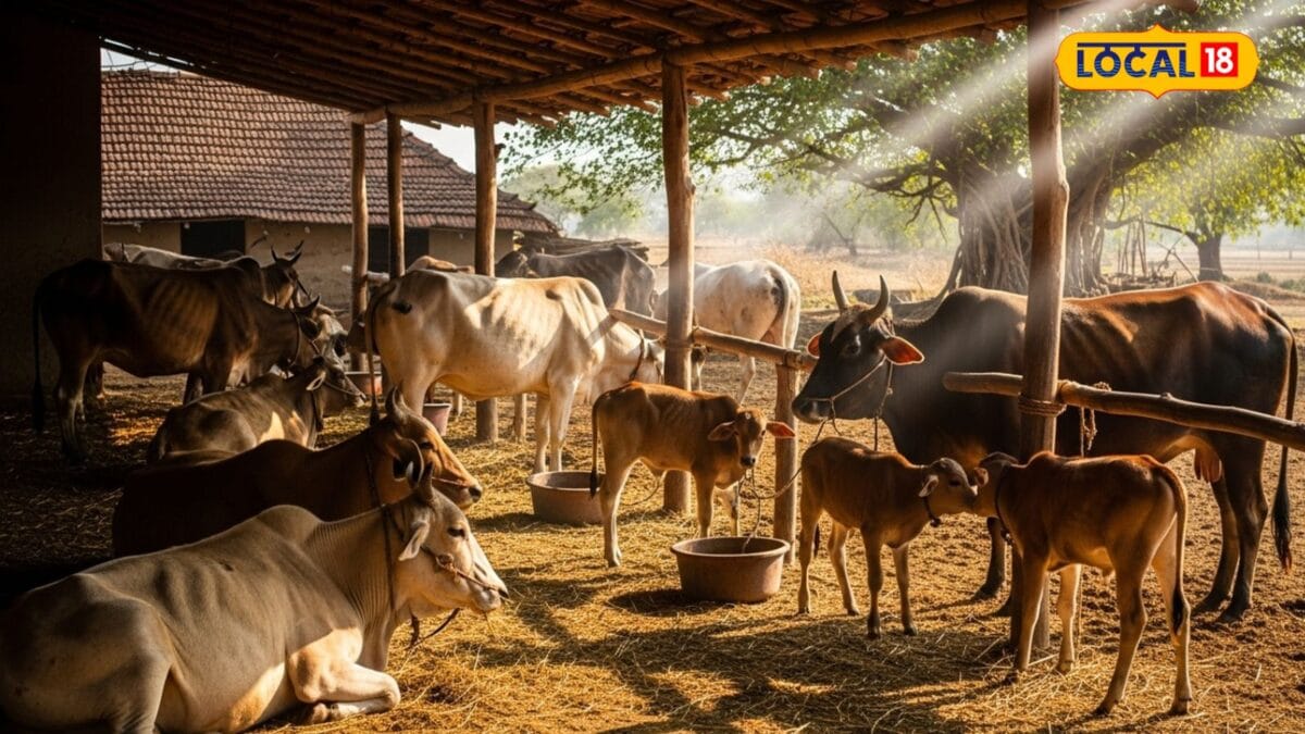 पशुओं ने खाना छोड़ा, आंखें हुई लाल और गला सूजा? भूलकर भी नजरअंदाज न करें ये खतरनाक लक्षण, एक्सपर्ट से जानें पशुओं ने खाना छोड़ा, आंखें हुई लाल और गला सूजा? भूलकर भी नजरअंदाज न करें ये खतरनाक लक्षण, एक्सपर्ट से जानें