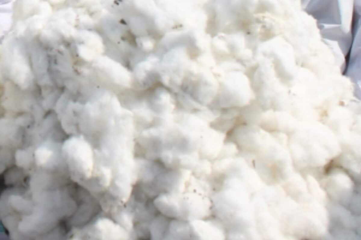 Cotton Import Custom Duty: टेक्सटाइल सेक्टर को सरकार ने दी बड़ी राहत! कॉटन के आयात पर कस्टम ड्यूटी हटाई