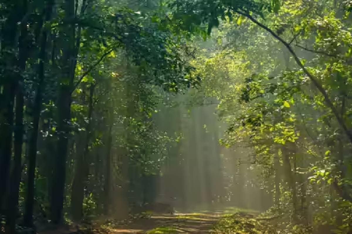 Explainer: 673 हेक्टेयर का 'हरित फेफड़ा', दिल्ली को कैसे रखता है ठंडा?