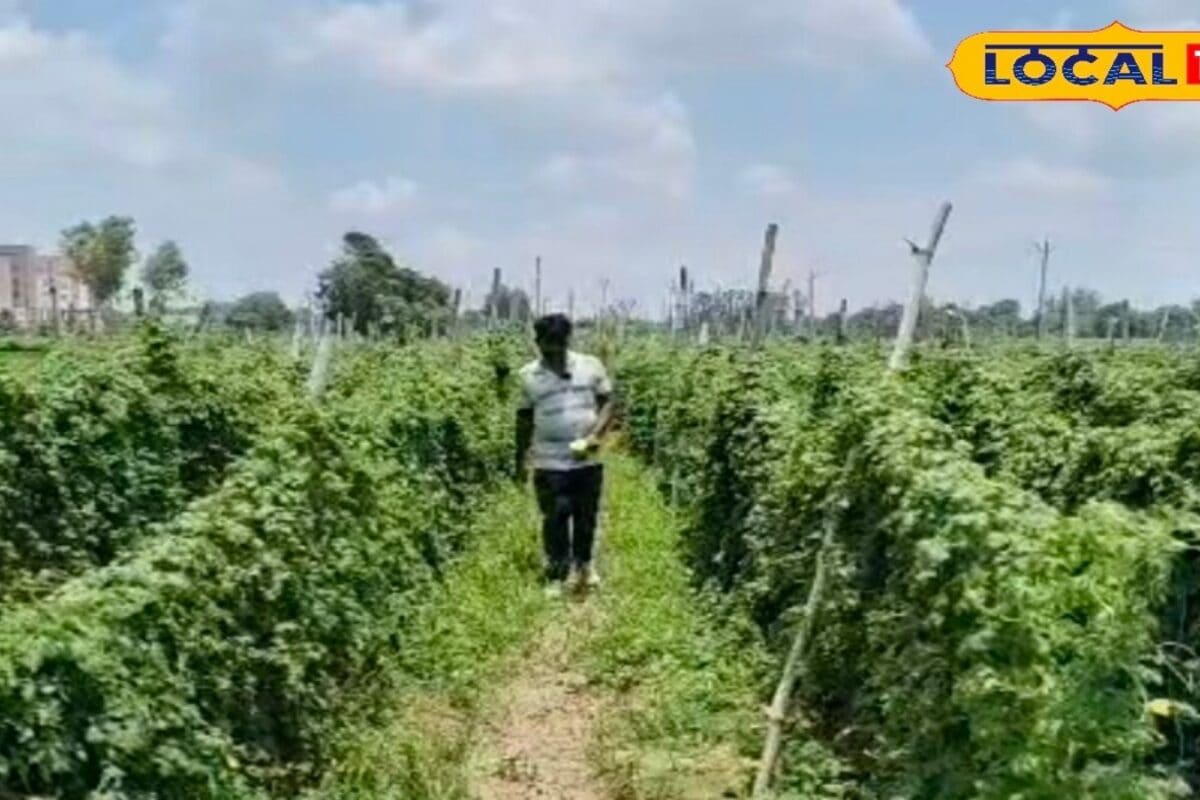 इस सब्जी की खेती ने किसान को बनाया मालामाल, UP के डिप्टी सीएम कर चुके हैं सम्मानित, जानिए सफलता का राज