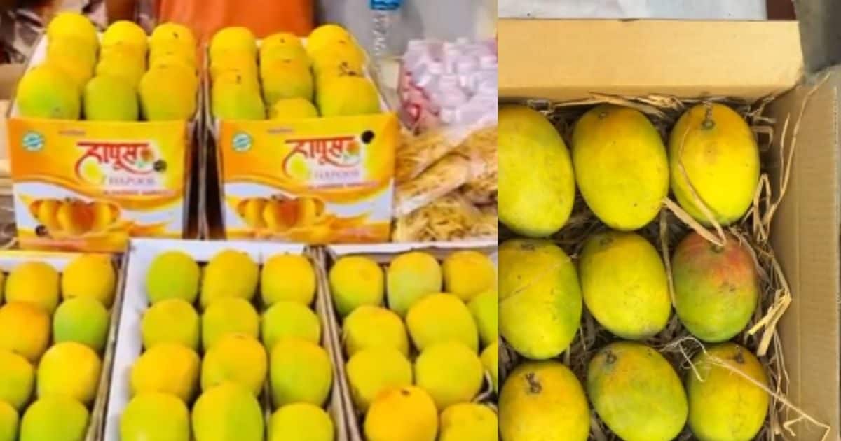 इंदौर पहुंचा महाराष्ट्र का ये बेशकीमती आम, खास स्वाद और अनोखी खुशबू