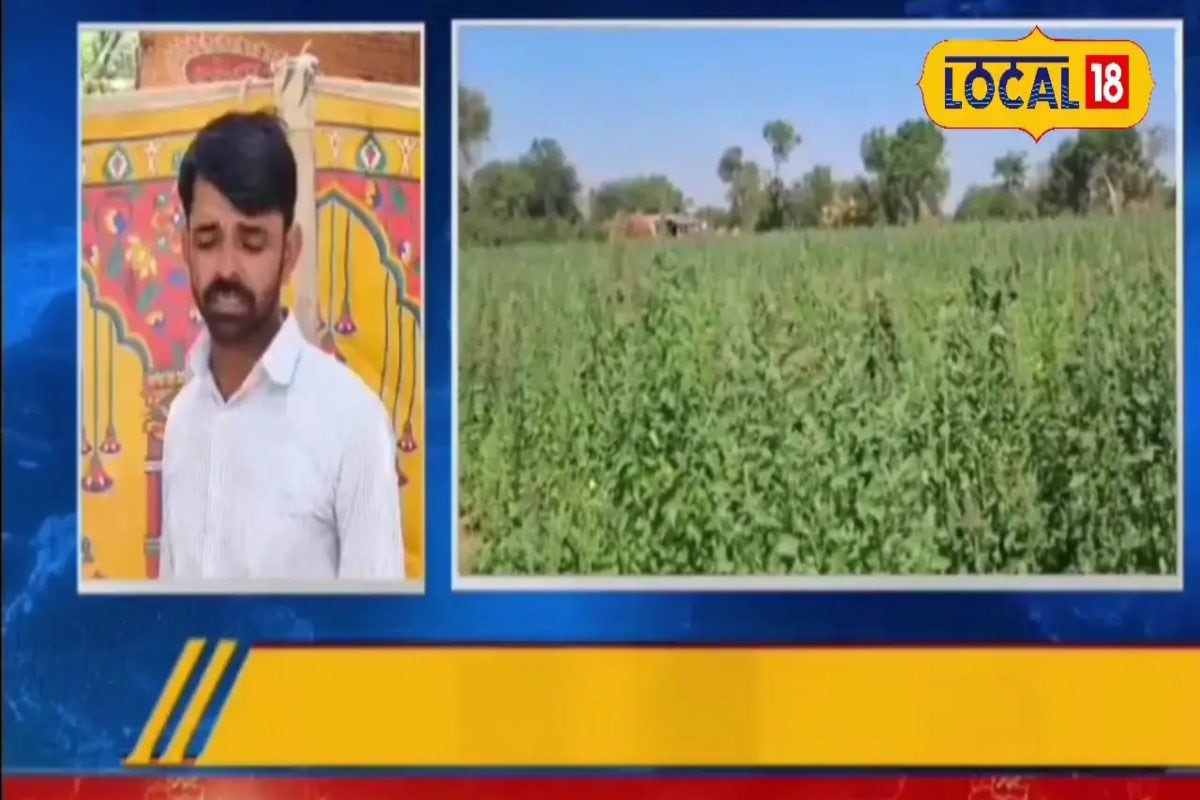 ना डिग्री, ना ट्रेनिंग… आठवीं पास किसान का कमाल! यूट्यूब-गूगल से सीखी खेती, अब 15 देशों में बेच रहा किनोवा