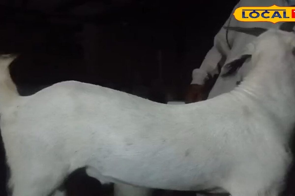 खैरथल-तिजारा के पशुपालकों को बड़ा सहारा, पशु बीमा योजना से किसानों को मिल रही आर्थिक सुरक्षा