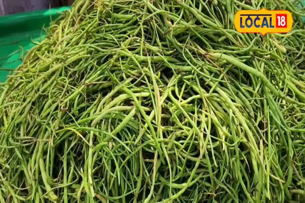 रेगिस्तान का जीवन संकट में! खेजड़ी के सूखने और सांगरी की कमी ने गांवों की कमर तोड़ी, देखें तस्वीरें